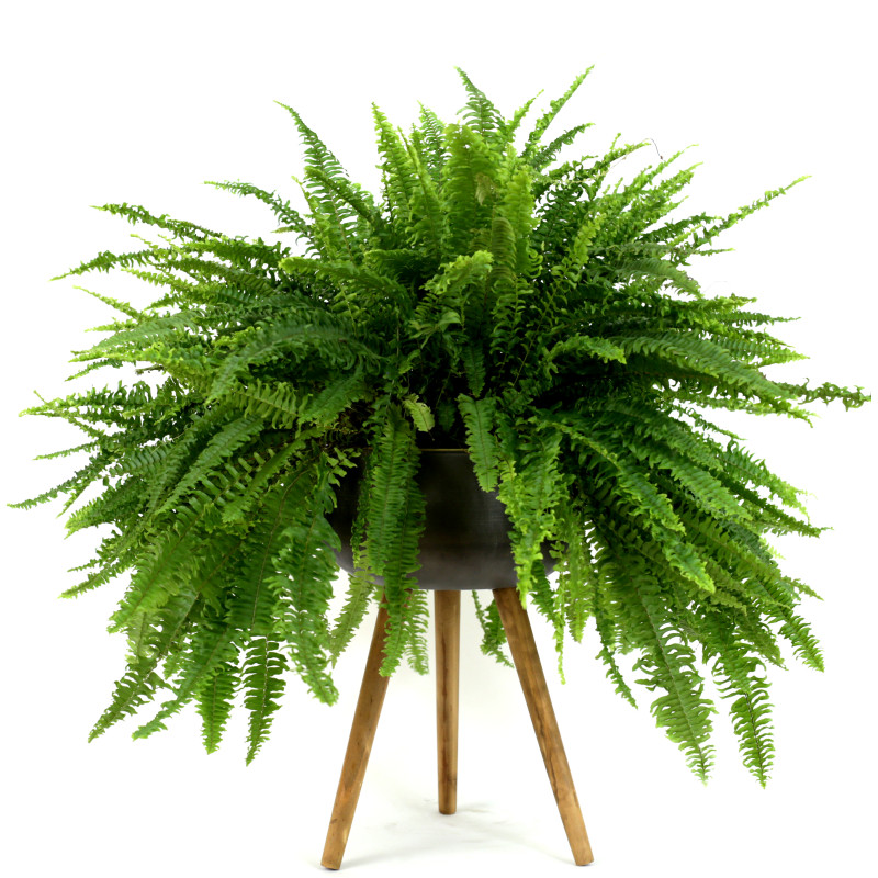 Large Boston Fern In Plant Stand - Same Day Delivery