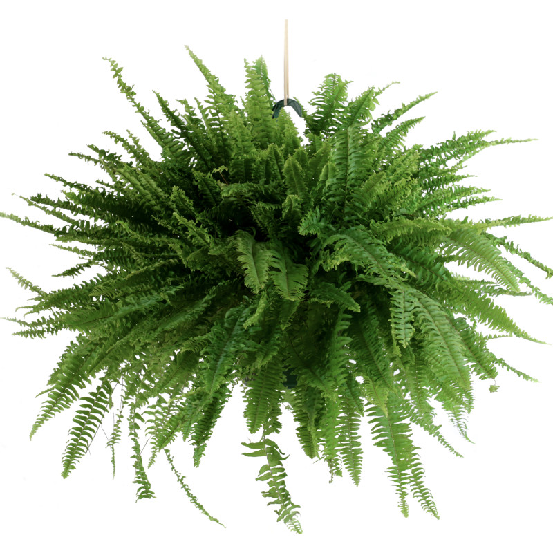 Large Hanging Boston Fern - Same Day Delivery