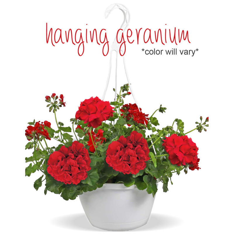 Hanging Geranium - Same Day Delivery