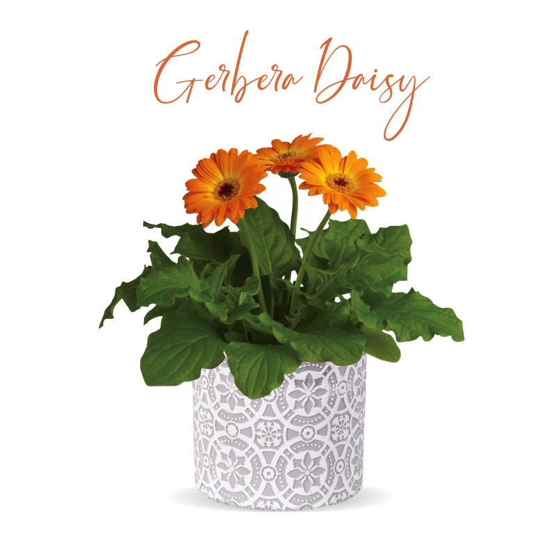 Gerbera Daisy Plant - Same Day Delivery