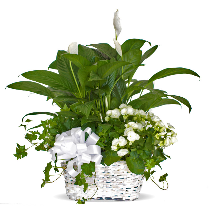 Peaceful Blooming Garden Basket - Same Day Delivery