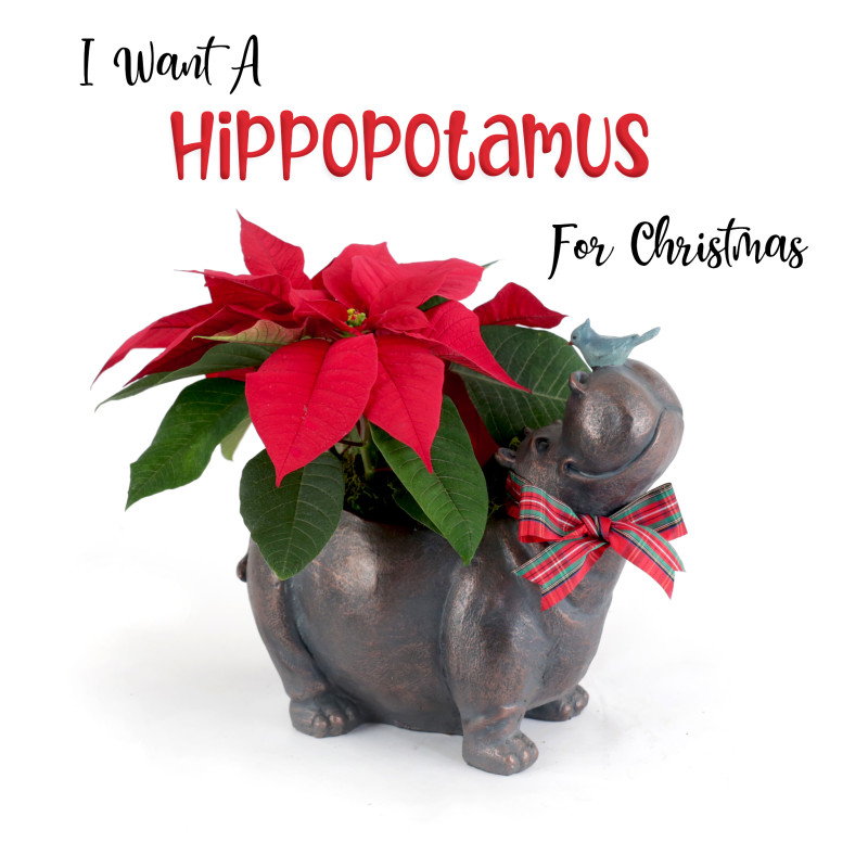 Hippopotamus for Christmas  - Same Day Delivery
