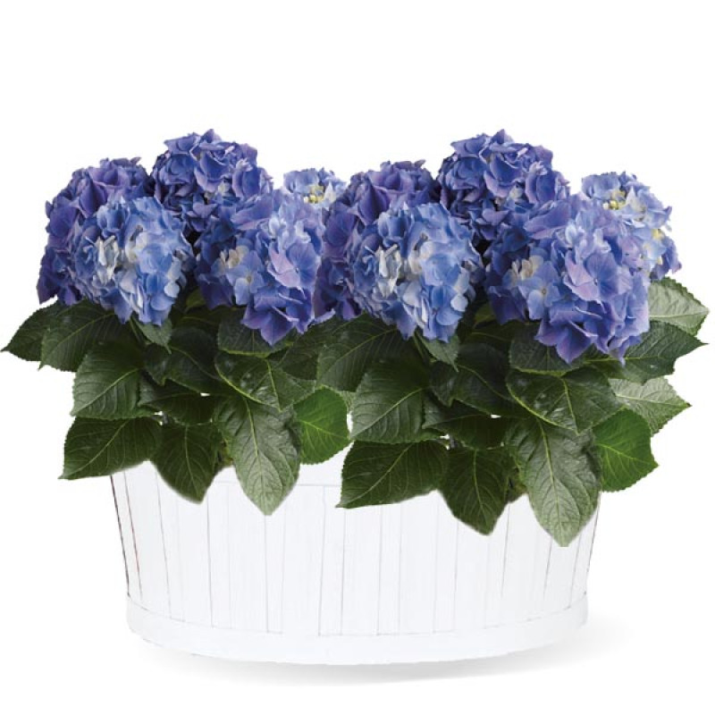 Bubbly  Blue Hydrangeas  - Same Day Delivery