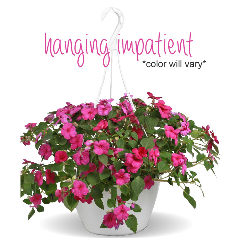 Hanging Impatient - Same Day Delivery