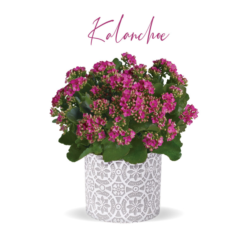 Kalanchoe Plant  - Same Day Delivery