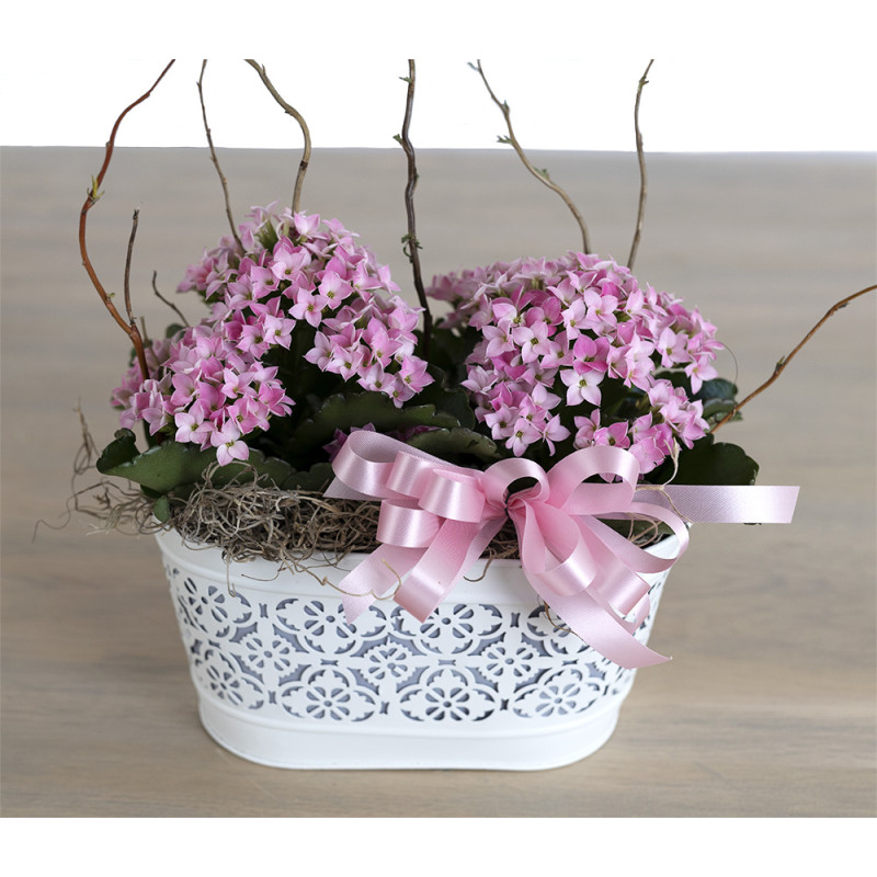 Double Pink Kalanchoe - Same Day Delivery