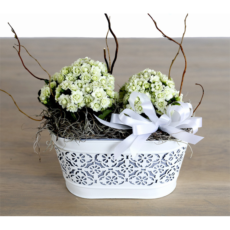 Double White Kalanchoe - Same Day Delivery