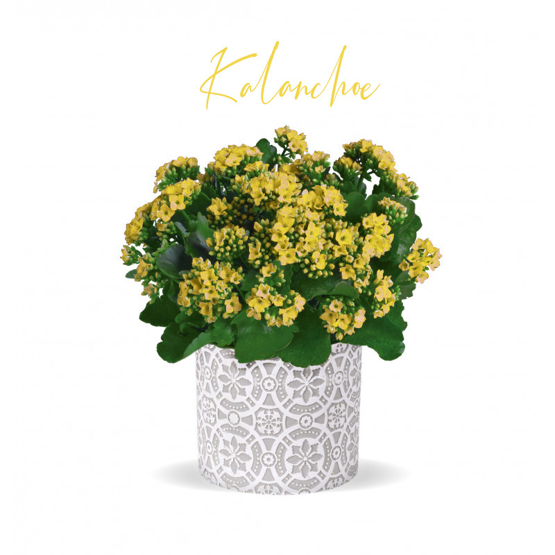 Kalanchoe Plant Yellow - Same Day Delivery