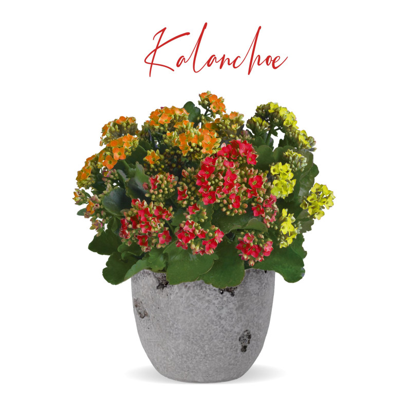 Tri Color Kalanchoe Plant - Same Day Delivery