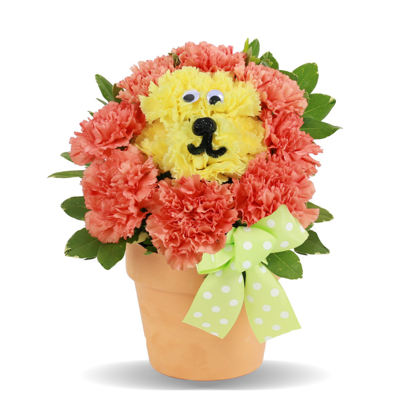 Leo Lion Baby - Same Day Delivery