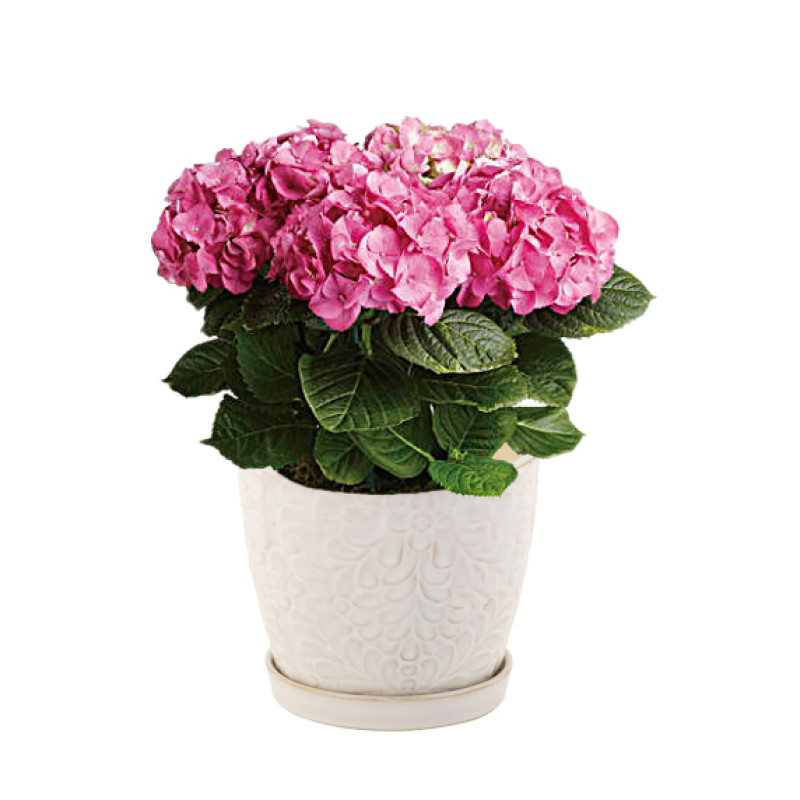 Potted Hydrangea Plant - Same Day Delivery