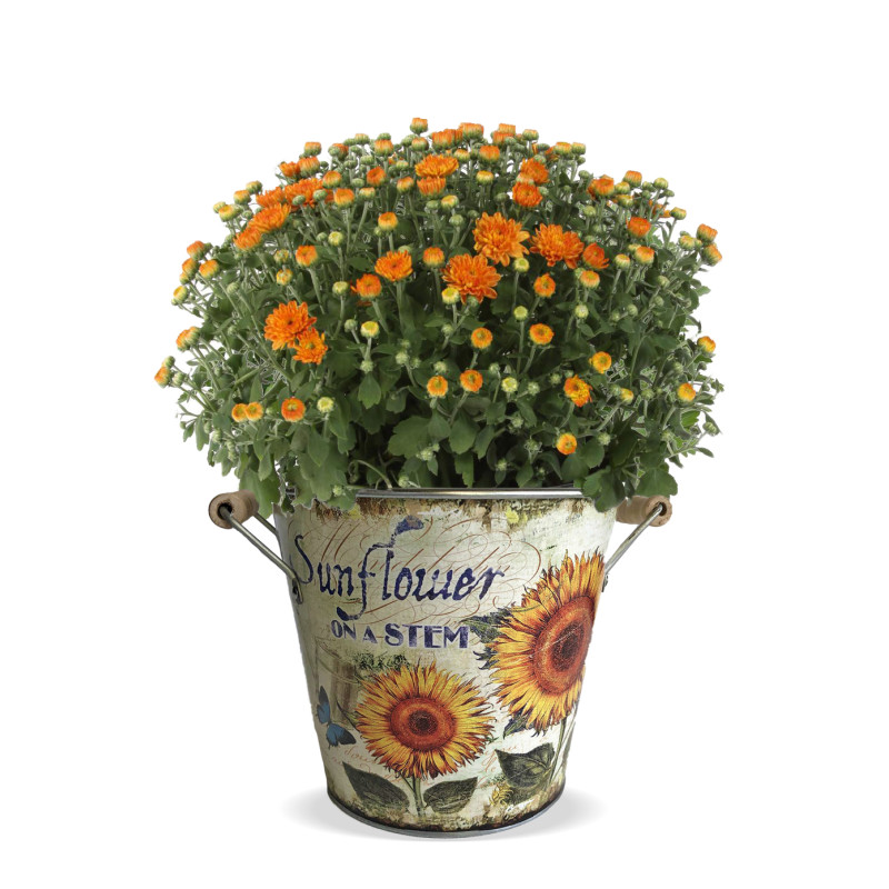 Mum Plant in Sunflower Tin - Same Day Delivery