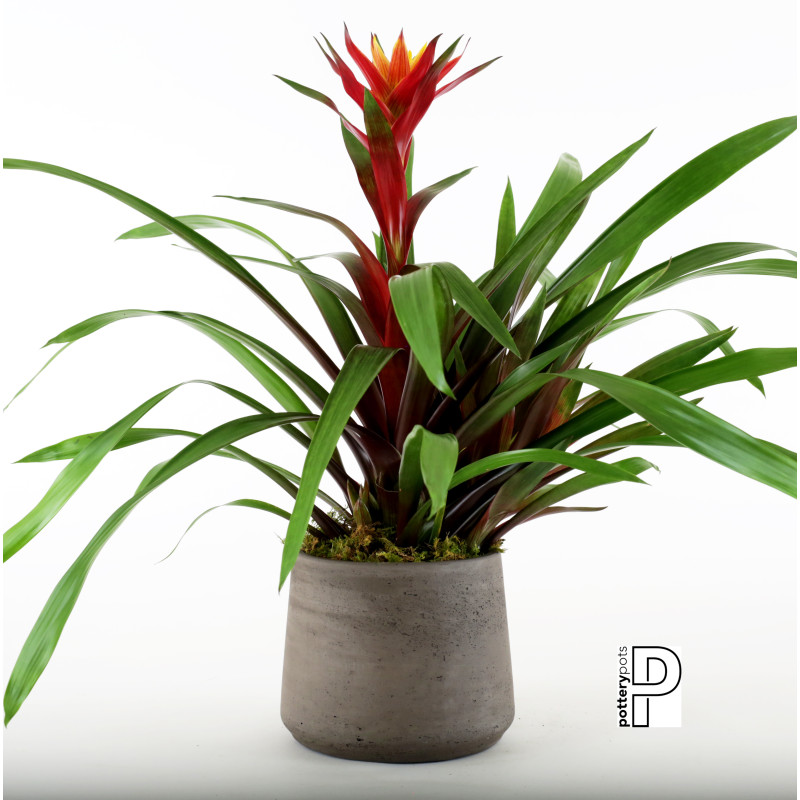 Neoregelia Dreamcicle Bromeliad - Same Day Delivery
