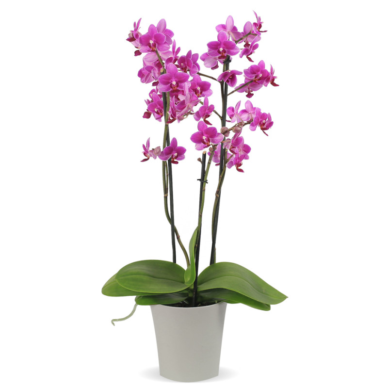 Phalaenopsis Orchid Plant  - Same Day Delivery