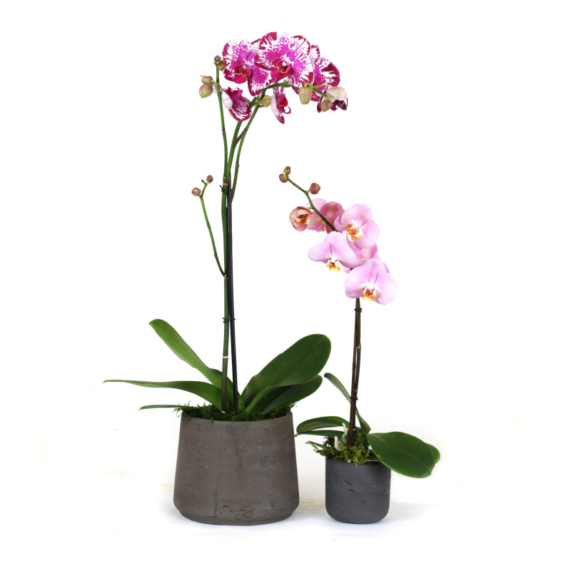 Jaxma Phalaenopsis Orchid - Same Day Delivery