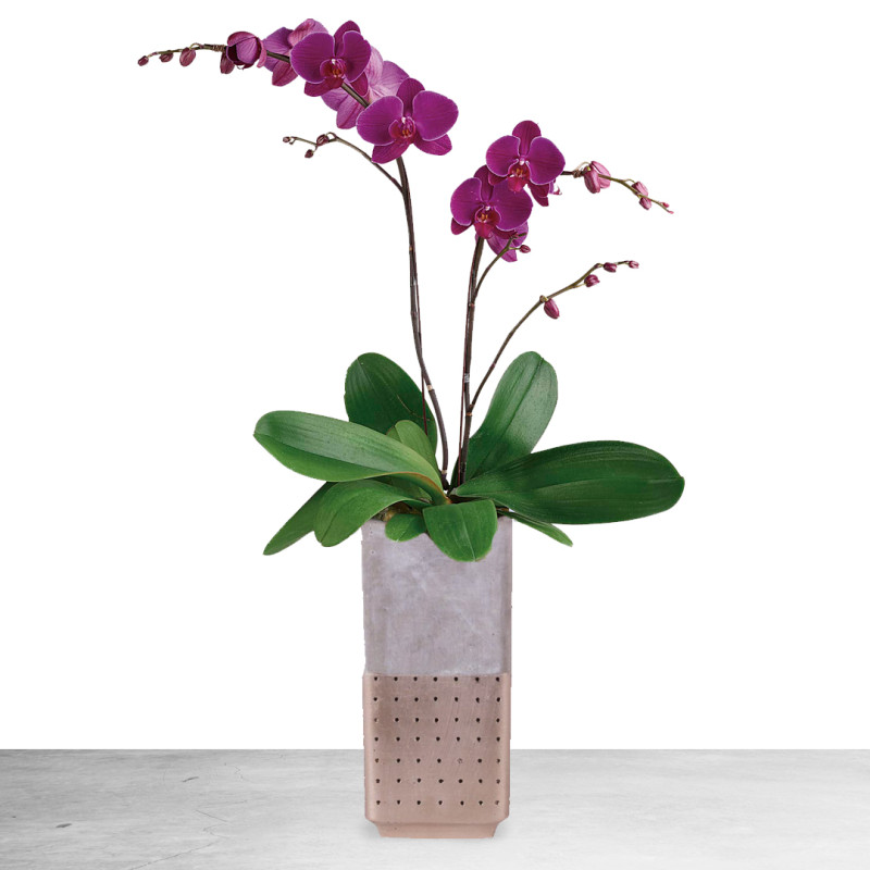 Contemporary Orchid Plant - Same Day Delivery