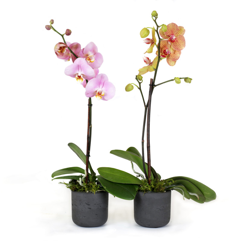 Jaxma Phalaenopsis Petite Orchid - Same Day Delivery