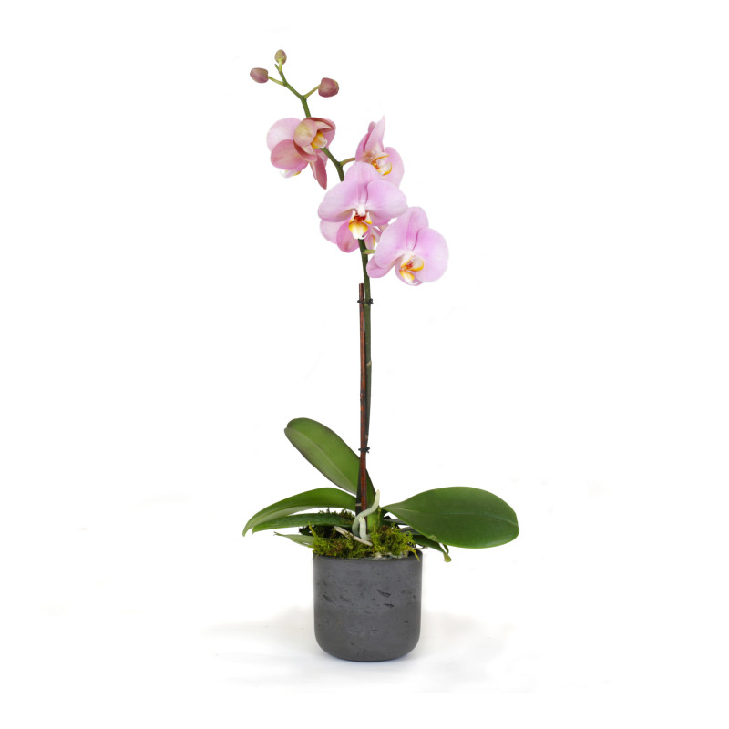 Jaxma Phalaenopsis Petite Orchid - Same Day Delivery