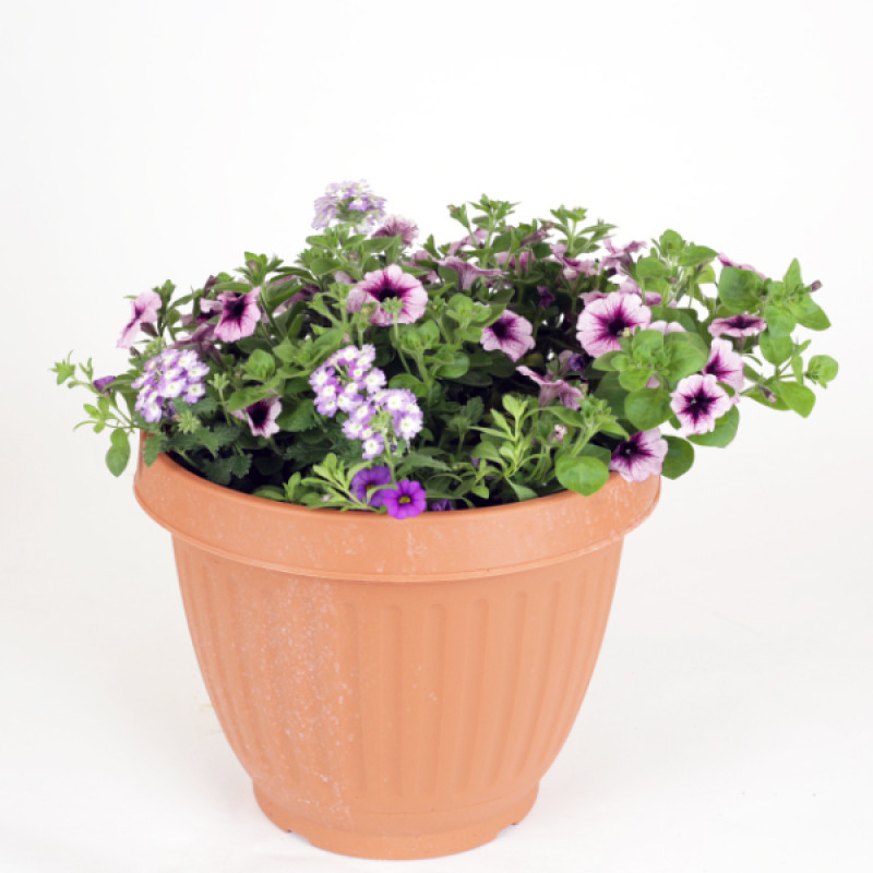 Summer Mixed Patio Pot  - Same Day Delivery