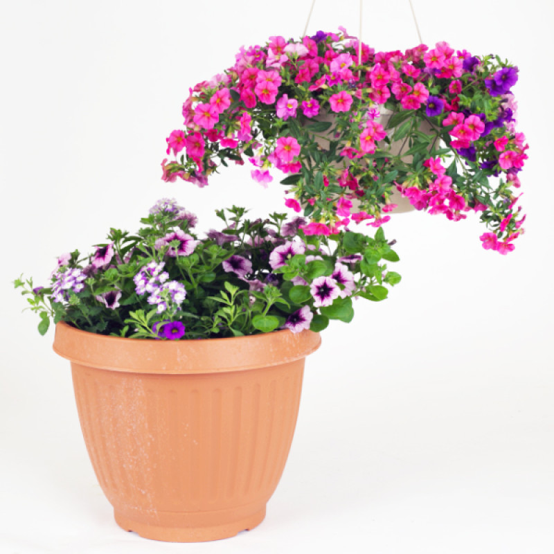 Summer Mixed Patio Pot  - Same Day Delivery