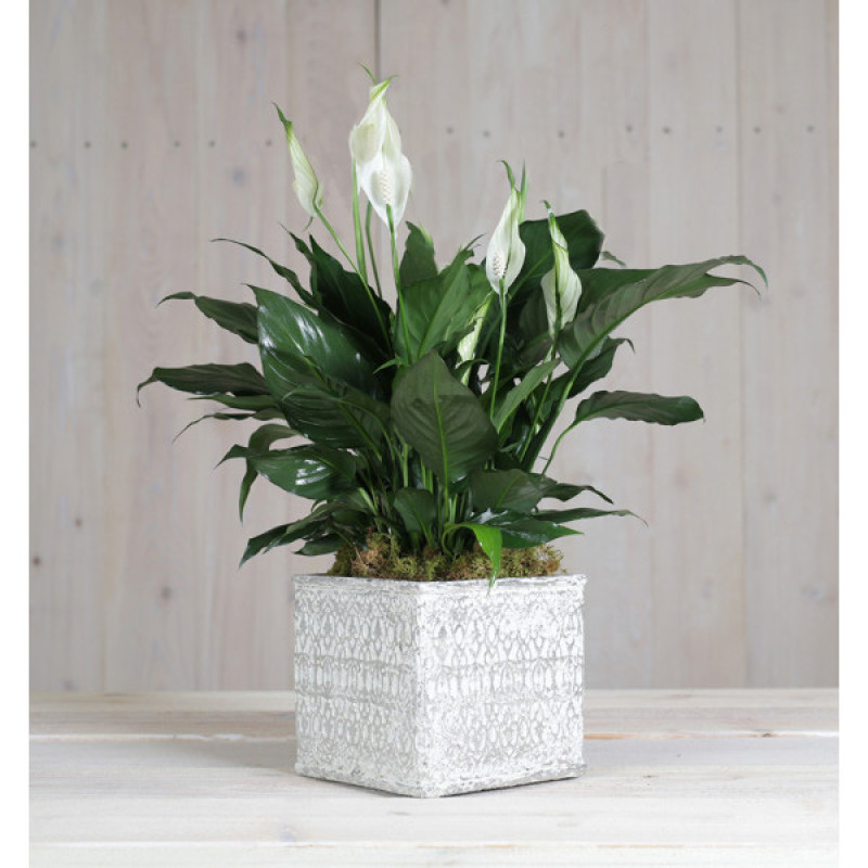 Peace Lily in Modern Container - Same Day Delivery