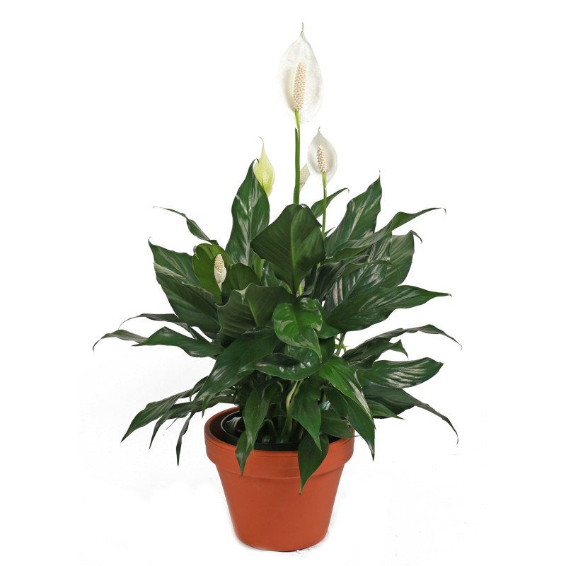 Small Peace Lily - Same Day Delivery