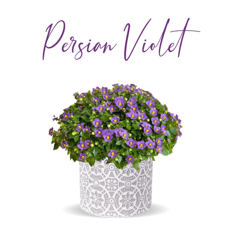 Persian Violet Plant - Same Day Delivery
