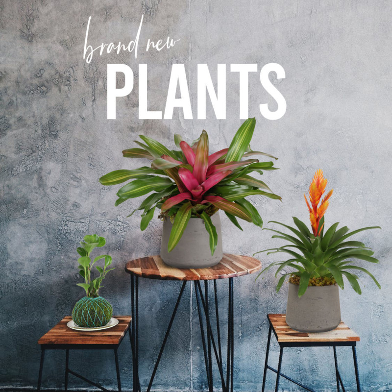 New Plants - Same Day Delivery