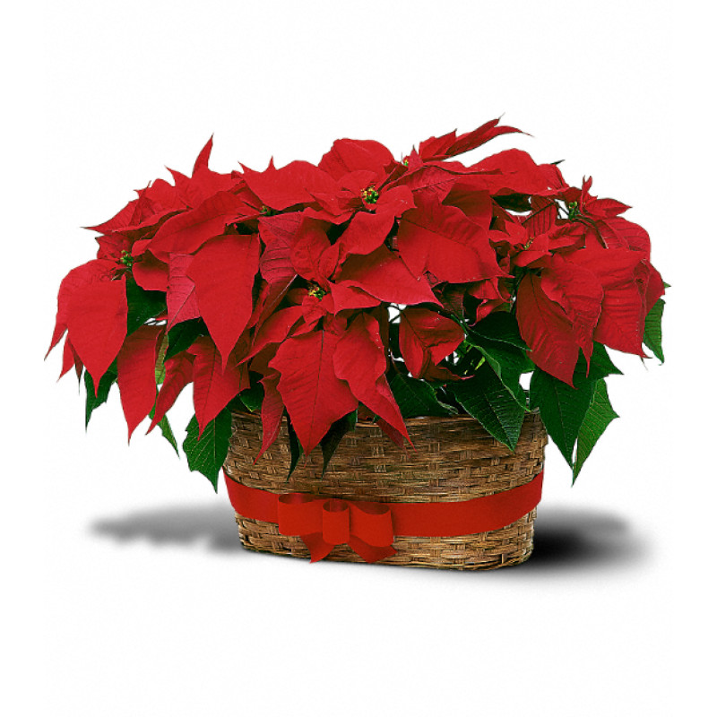 Double Poinsettia Basket - Same Day Delivery