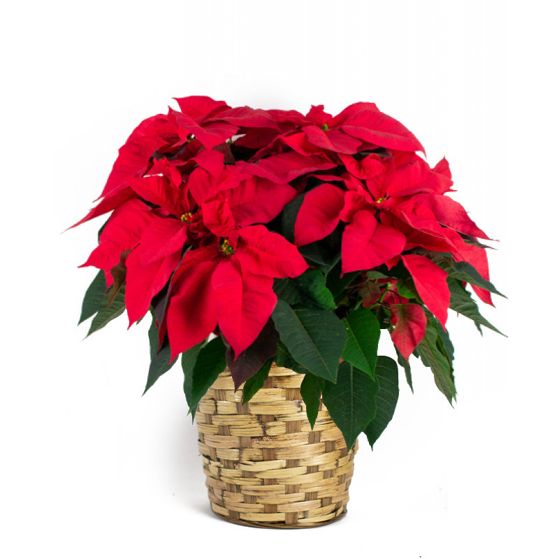 Beautiful 8 Inch Red Poinsettia in a Basket - Same Day Delivery