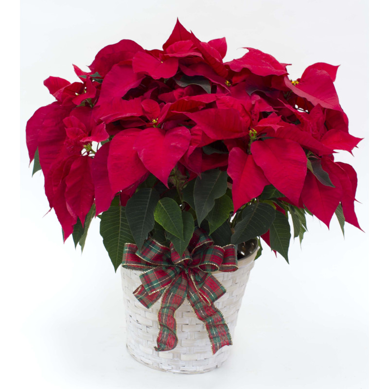 Winter Poinsettia - Same Day Delivery