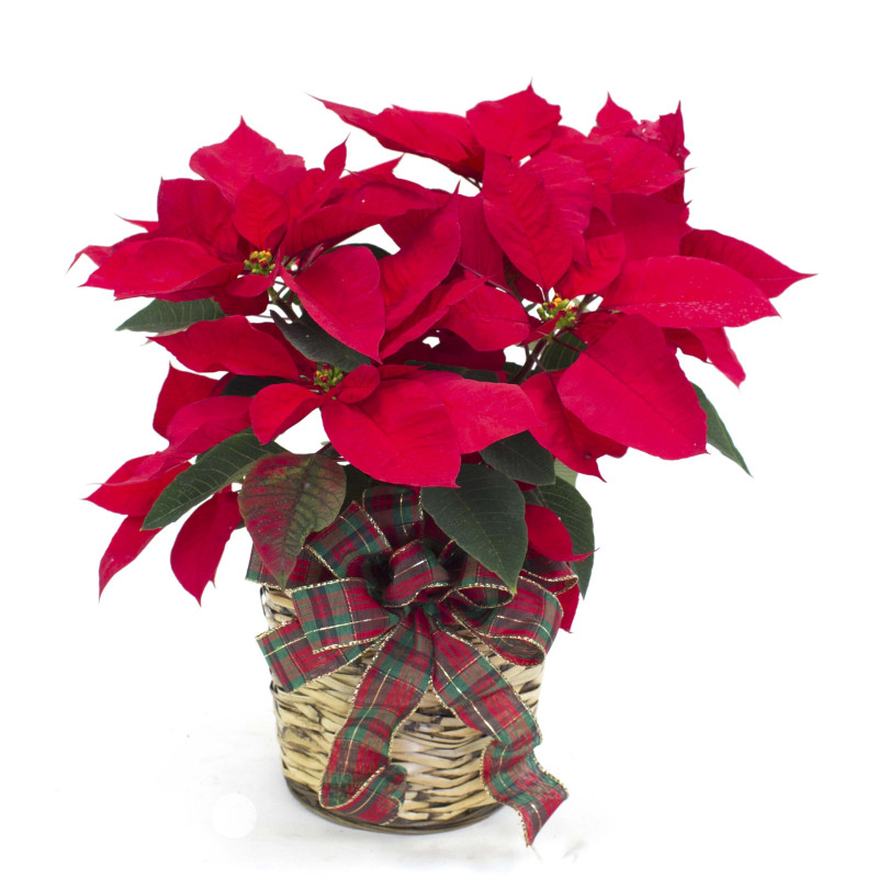 Beautiful Six Inch Poinsettia in a Basket - Same Day Delivery
