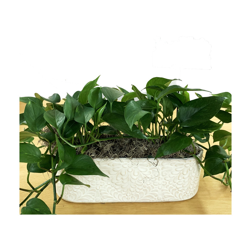 Double Pothos in Cream Pot - Same Day Delivery