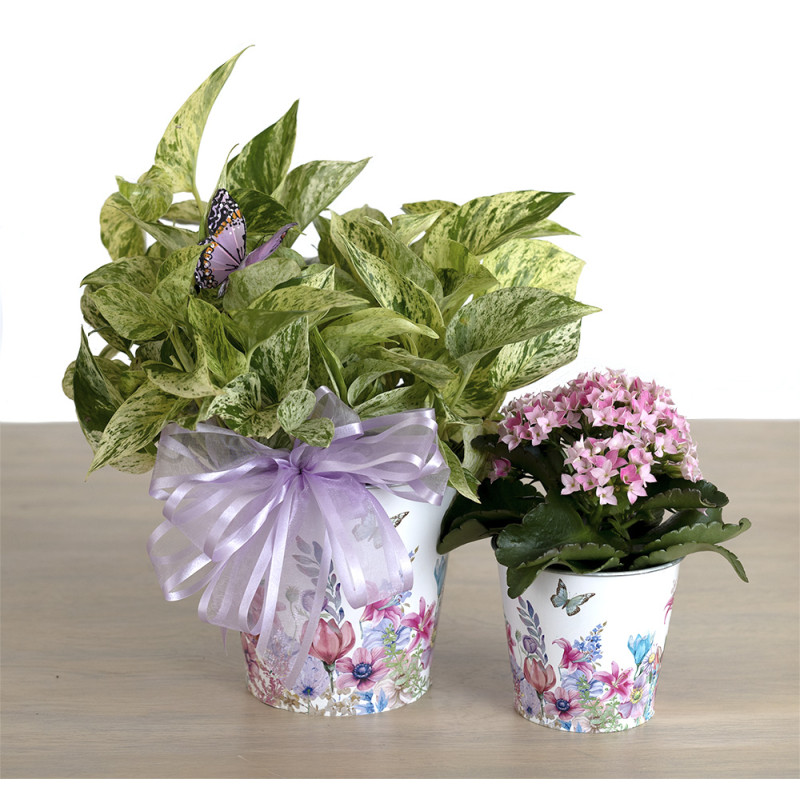 Pothos in Spring Floral Pot - Same Day Delivery
