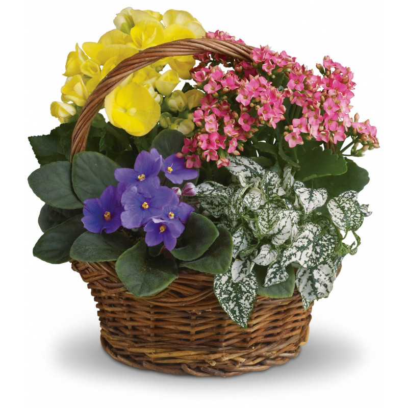 Cheerful Blooming Basket - Same Day Delivery