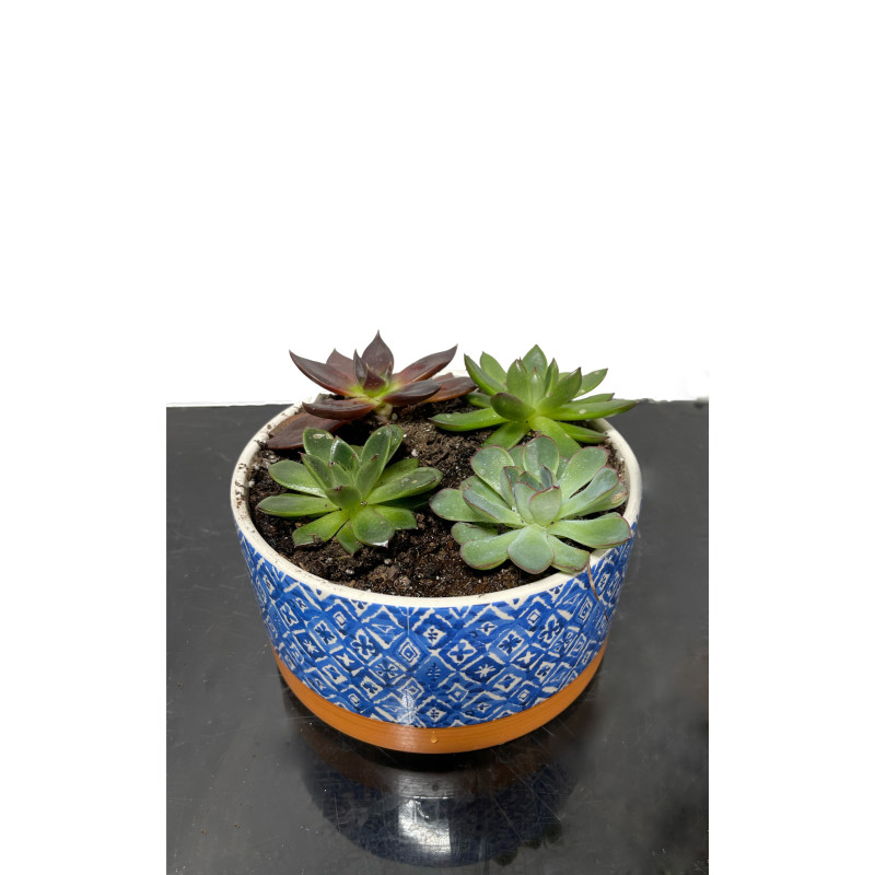 Saratoga Succulents - Same Day Delivery