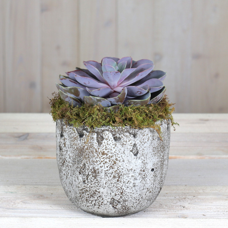 Potted Succulent  - Same Day Delivery