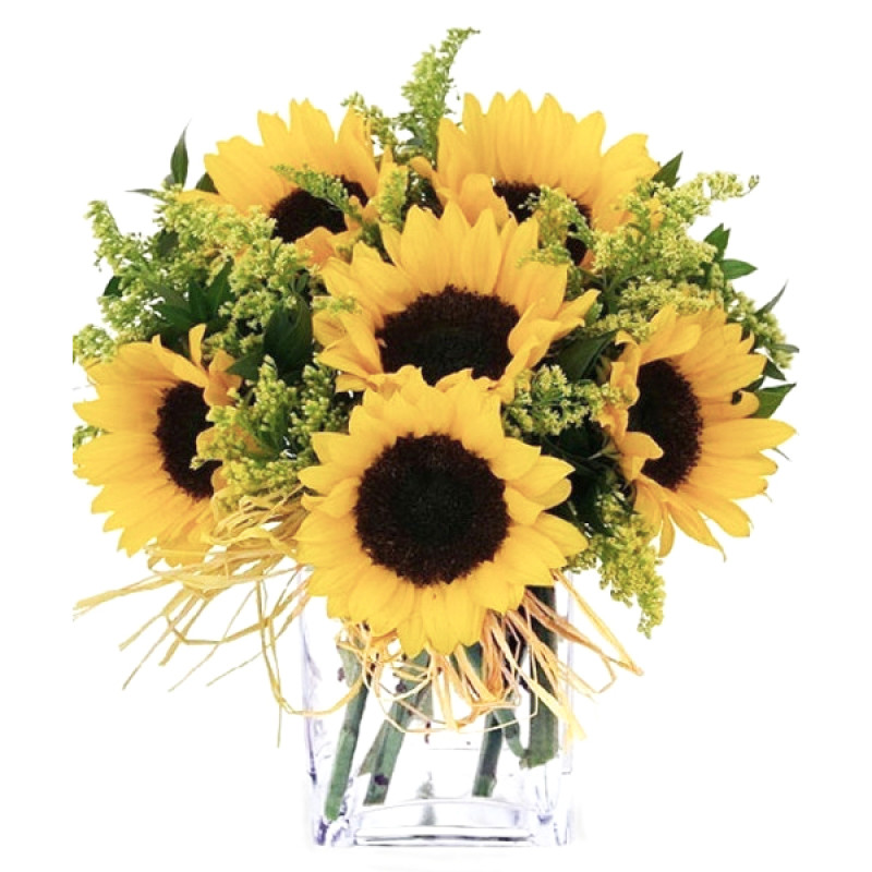 Sunflower Sundance  - Same Day Delivery
