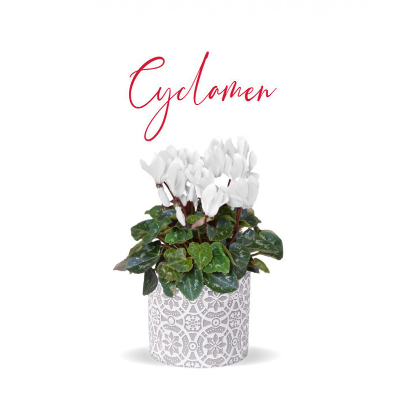 White Cyclamen Plant - Same Day Delivery