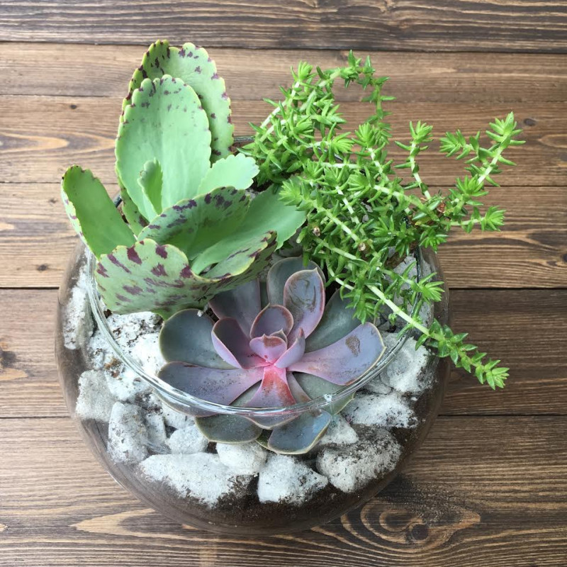 Succulent Garden Bowl - Same Day Delivery