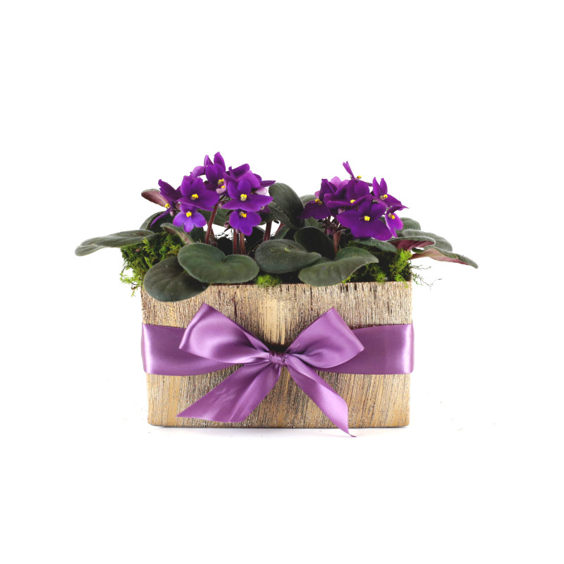 Urban Violet Gift Box  - Same Day Delivery