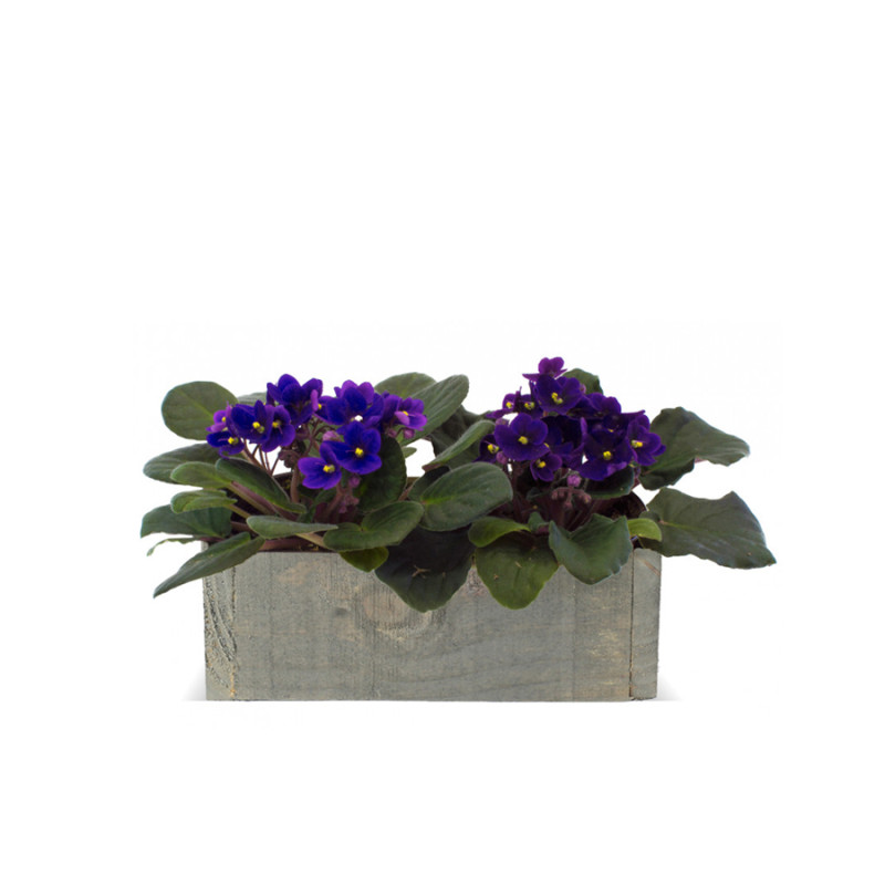 Violet Garden Box - Same Day Delivery