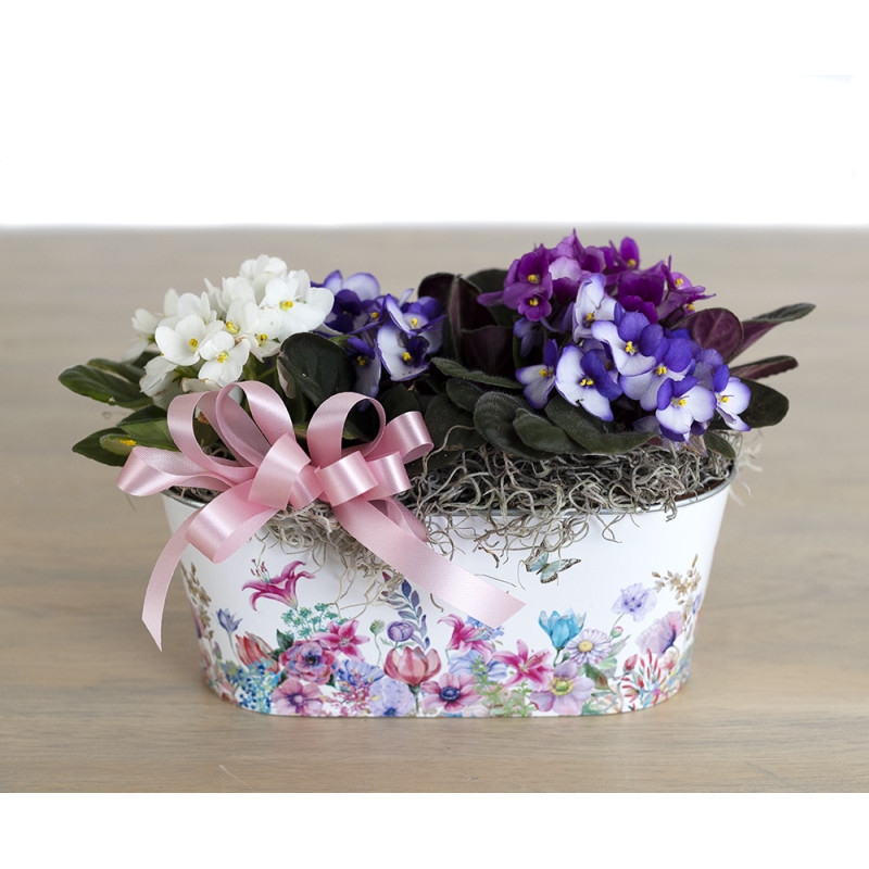 Double Violets in Floral Container - Same Day Delivery