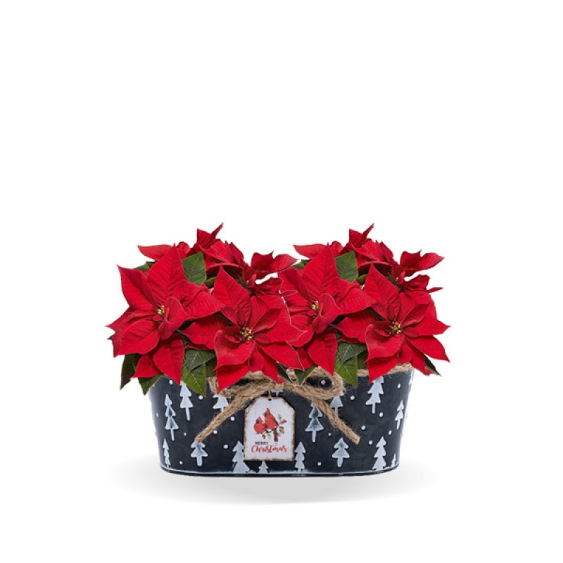 Double 4 Inch Poinsettia in Festive Pot - Same Day Delivery