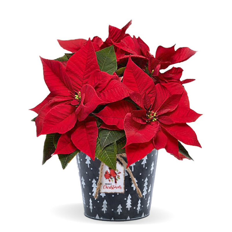 Poinsettia in Festive 6 Inch Christmas Pot - Same Day Delivery