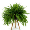 Large Hanging Boston Fern: Large Boston Fern In A Plant Stand