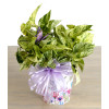 Pothos in Spring Floral Pot: Traditional