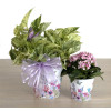 Pothos in Spring Floral Pot: Fancy