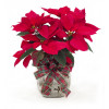 6 Inch Classic Poinsettia with Hand Tied Bow: 6 in. Classic Poinsettia with hand tied bow