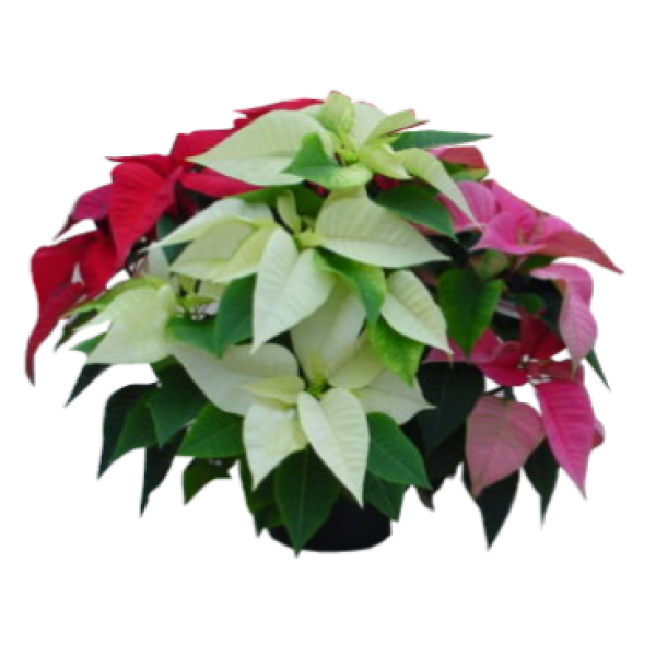Christmas - Lovely Poinsettia - #1 Florist in Central Ohio - Flowerama